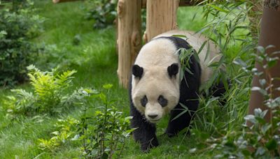 San Diego Zoo's giant pandas to debut next month: See Yun Chuan and Xin Bao settle in