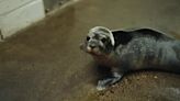 Baby harbor seal born at Mystic Aquarium on Mother’s Day