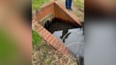 Dead fish in Corby lake not linked to pollution, council says