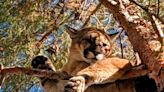 Mountain lion on loose in Hesperia; 'please avoid the park,' city asks