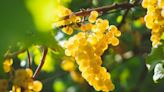 Celebra a la Chardonnay, la reina de las uvas blancas