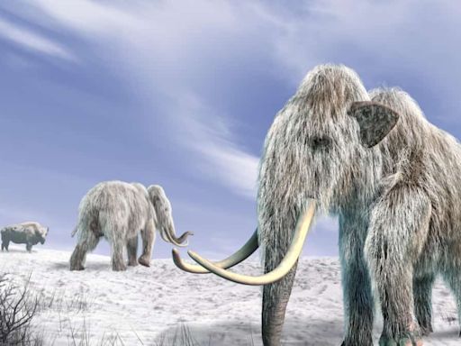 Did woolly mammoth go extinct because of a blocked nose? Study says they did