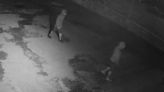 Suspects sought after burglary at Halawa business is caught on camera