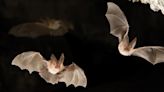 Only scary thing about bats is the rate of their population decline