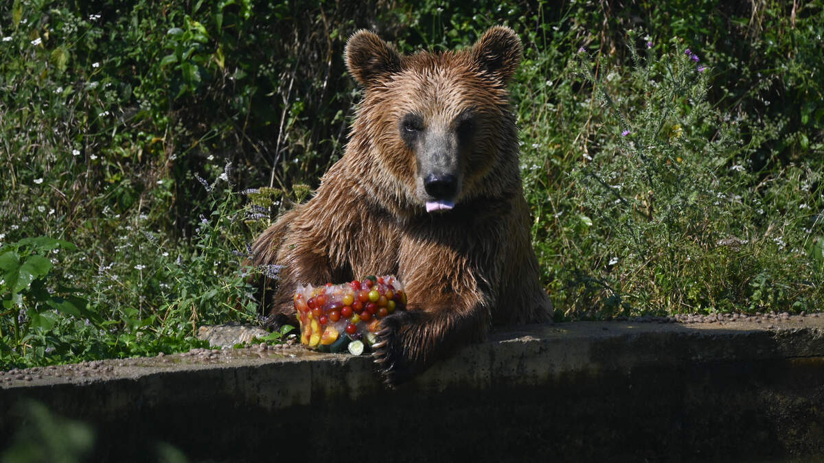 A Bear Comes To Class For Snacks?! | 99.7 The Fox | Doc Reno