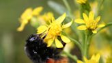 Bumblebee Nests May Be Overheating With Rising Global Temperatures, Study Finds