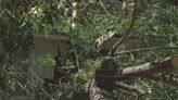 ‘I lost everything’: Fallen tree destroys Gastonia family’s home