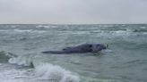 A North Atlantic right whale was found dead near Martha's Vineyard. There are only around 360 left.