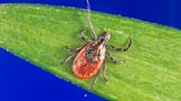 Lyme Disease recovery workshop at the Old Forge Library