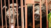 Rescuers Save 5 'Broken' Bears from Tiny Cages at Bile Farm so Animals 'Can Begin Living'