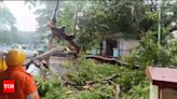 Tree crashes on teen near Panaji Garden, succumbs to injuries | Goa News - Times of India