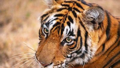 Sunderbans tiger count poised for rise in conducive habitat, no threat of saturation: Official
