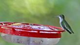 Indiana's backyard birds are back. Here's how to keep feeders clean