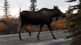 Moose kills Alaska man trying to take picture, family says they don't want animal put down