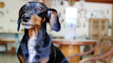 Dachshund’s Feelings Are Totally Hurt When Grandma Gives the New Baby Attention