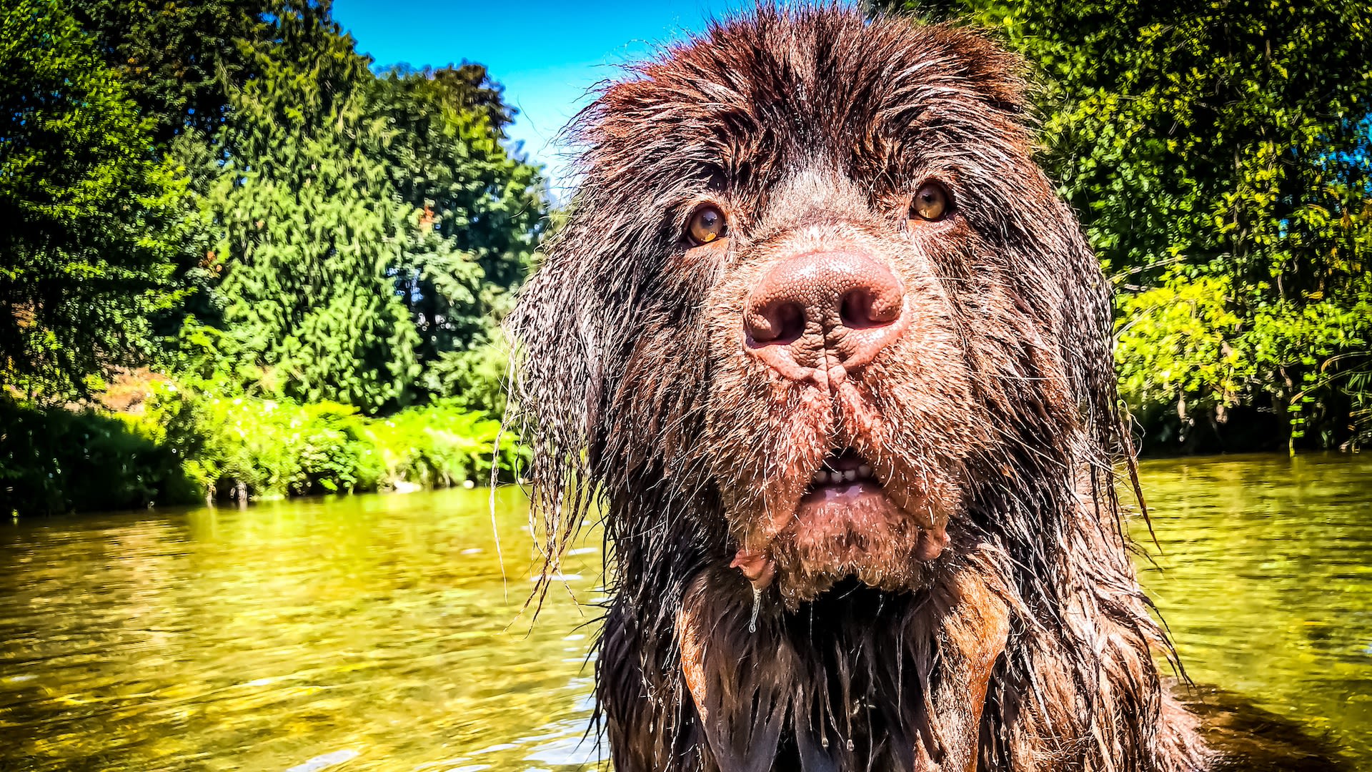 Watch enormous water-loving Newfoundland dog hijack a paddleboard