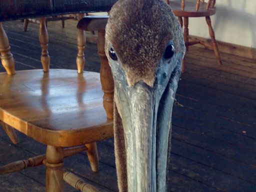 Igor the pelican is hungry