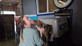 From California to New Jersey: 11 Kauai dogs find new homes on the mainland