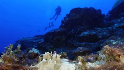 World's coral reefs hit by a fourth mass bleaching event, NOAA says