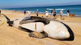 Orca whale dies after beaching itself on Florida coast
