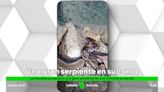 El temor de muchos: una mujer en Sevilla encuentra una serpiente en su cama a la hora de dormir