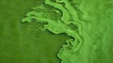 Algae Power: Researchers Find Ground-Breaking New Way to Generate Energy