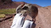 Hallan misteriosas momias de ratón en las cumbres heladas de los Andes. ¿Cómo pueden haber sobrevivido allí?