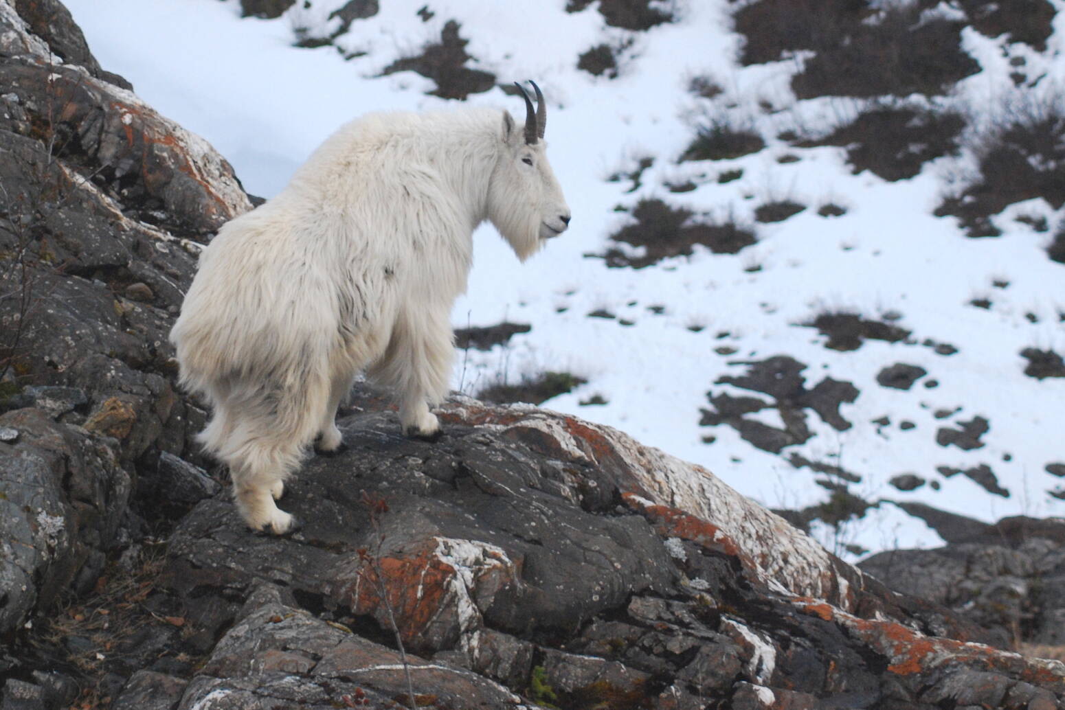 Alaska Science Forum: Mountain goats live and die on the edge | Juneau Empire