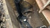Kitten rescued from New Jersey storm drain