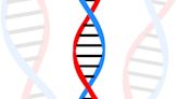 What causes conjoined twins?