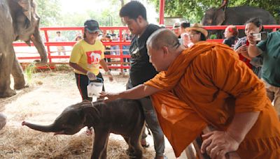 Rare twin elephants in Thailand receive monks' blessings a week after their tumultuous birth