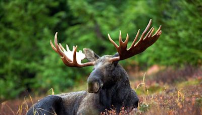 The moose lottery is this weekend. Here are 6 of our favorite moose videos.