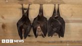Bats have complex social lives, University of Chester researchers say