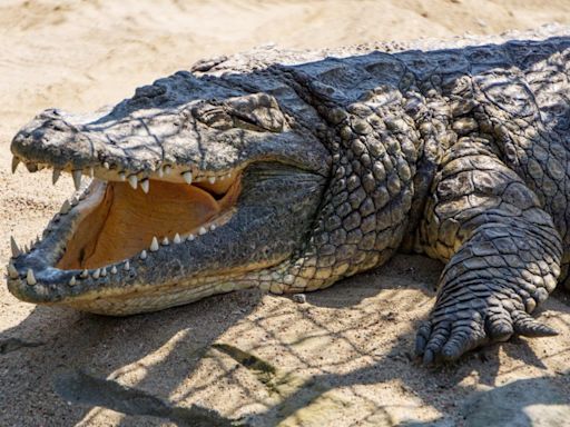 Australian rangers shoot dead 14-foot crocodile that killed girl swimming in a creek