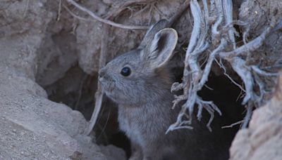 World’s tiniest rabbit is found in — and named for — Idaho. Activists are suing over it