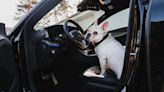 French Bulldog Throws Epic Tantrum When He Can't Ride in the Front Seat