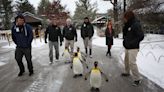 Cincinnati Zoo's parading penguins are retiring. Here's how to see their last march