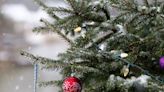 Looking to recycle your Christmas tree? Here's where you can at the Jersey Shore