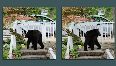 Spotted: A black bear in Brookland