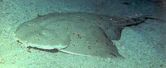 Pacific angelshark