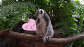 ‘Love is in the water’: Florida Aquarium animals celebrate Valentine’s Day