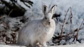 Snowshoe hares: The real rock stars of winter for more reasons than one