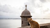 Puerto Rico's famous stray cats will be removed from grounds surrounding historic fortress