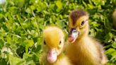 Mama Duck Hatches Her Babies in Woman's Planter and It's Cuteness Overload