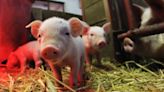 In challenging an animal welfare law, the pork industry questions how far states' rights extend