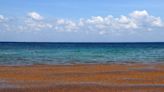 Sargassum is headed to Florida and the Caribbean. Could it ruin your beach vacation? - The Points Guy