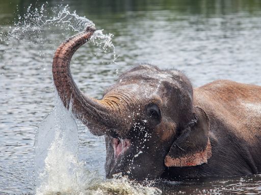 Cute Video of Rescued Elephant ‘Playing’ Like a Kid Is Making Everybody Smile