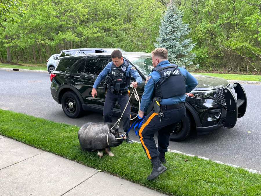 200-pound pig escapes from New Jersey farm; rescued by police officers: officials