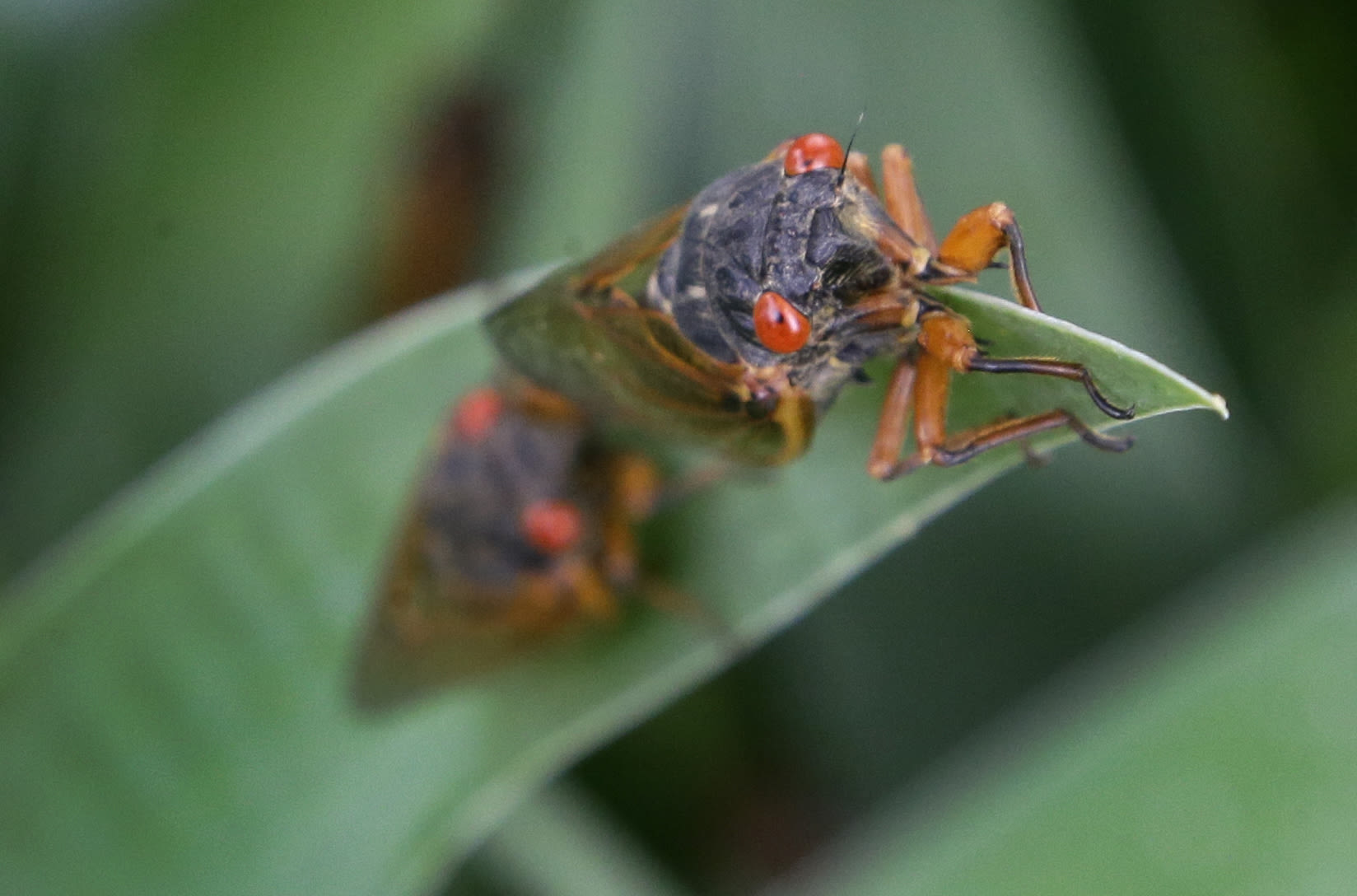 What to keep in mind for the safety of your pets as cicadas emerge