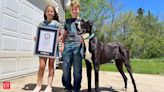 World's Tallest Dog Kevin dies. Check breed name, height, Guinness Book records